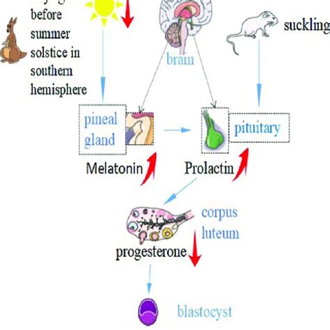 Representative embryos that have arrested development in diapause II... | Download Scientific ...