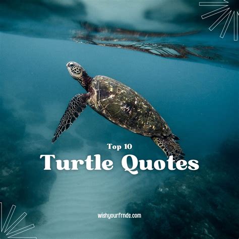 Top #10 Turtle Quotes - Wish Your Friends