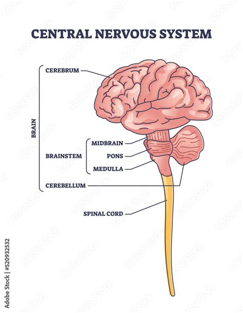 Brain Stem Anatomy Model