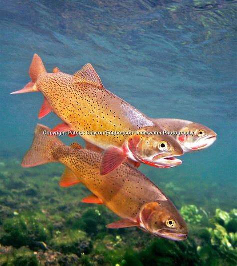 Snake River Fine Spotted Cutthroat Trout | Engbretson Underwater ...