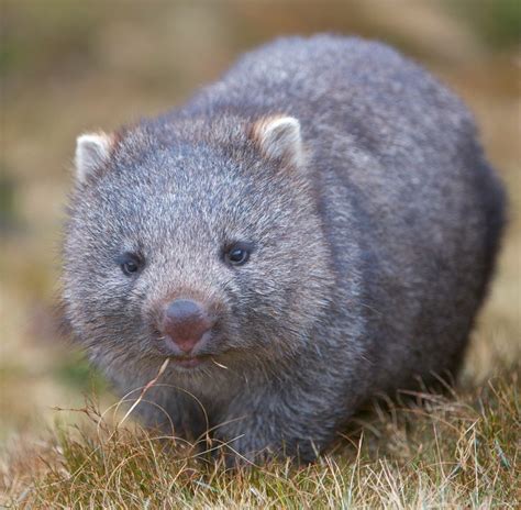 162 best images about Wombat love on Pinterest | Wombat, Common wombat ...