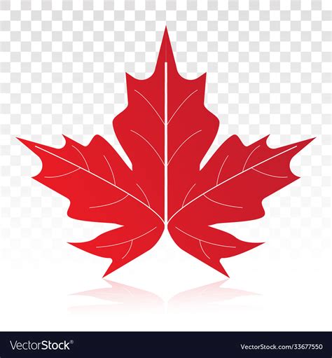 Red maple leaf flat icon on a transparent Vector Image