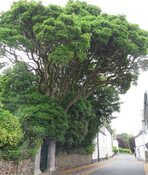 Arbutus unedo - Trees and Shrubs Online