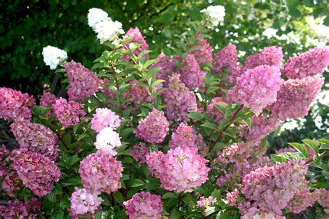 WHEN AND HOW DO YOU PRUNE STRAWBERRY SUNDAE HYDRANGEA? | Garden Gab