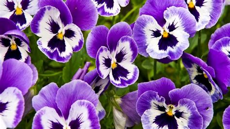 Facts about Pansy Flowers - YouTube