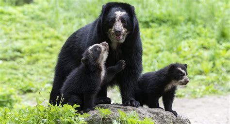 Adorable Andean Bear Cubs With 'Spectacles' Can Be Seen At The Queens Zoo - Gothamist