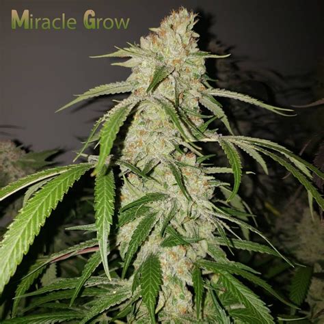 Miracle Grow (Reg) - Insane Seeds