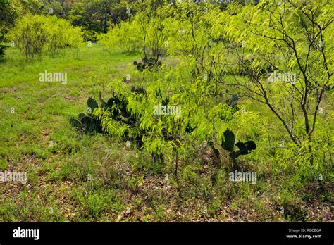 Spicewood hi-res stock photography and images - Alamy