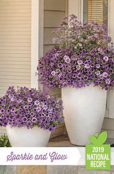 150 Proven winners recipes ideas | container gardening, container ...