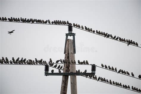 Large Flocks of Starlings Sitting Stock Photo - Image of common, austria: 87300016