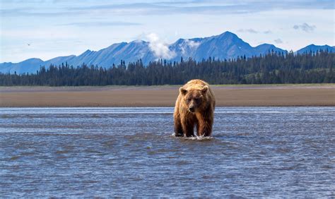 Download Alaska Animal Bear HD Wallpaper