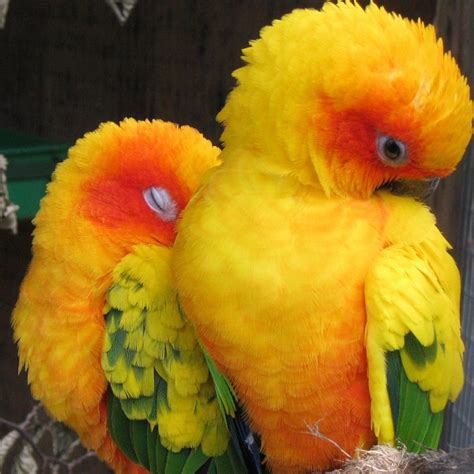 sun conure parrot : Biological Science Picture Directory – Pulpbits.net