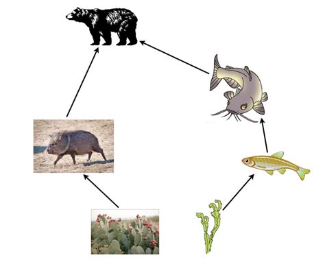 Where is the black panther in the food chain? - paperwingrvice.web.fc2.com