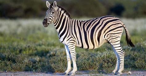 12 Crazy Facts About The Plains Zebra