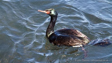 Pelagic Cormorant adult in breeding plumage - John Caddick | John Caddick