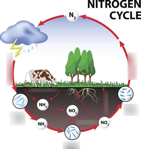 The Nitrogen Cycle Diagram | Quizlet