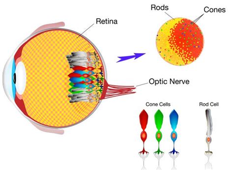 Red Green Color Blindness Treatment | by Iris | Medium