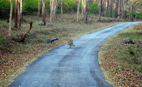 BR Hills Wildlife Sanctuary | A Morning meeting with a Leopard!