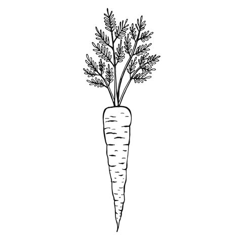 Premium Vector | Carrot outline hand drawn vector illustration farm market product isolated ...