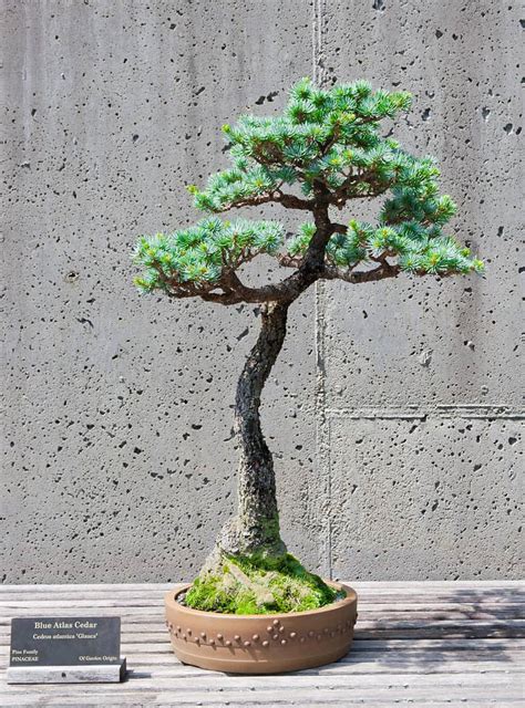 Cedar Bonsai Tree - A-Z Animals