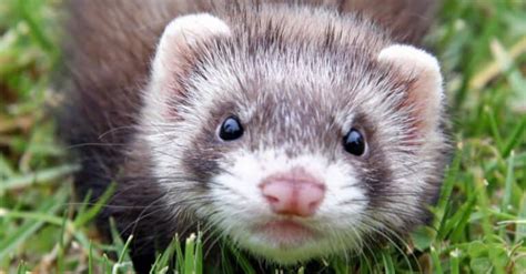 Sable Ferret Pictures - AZ Animals