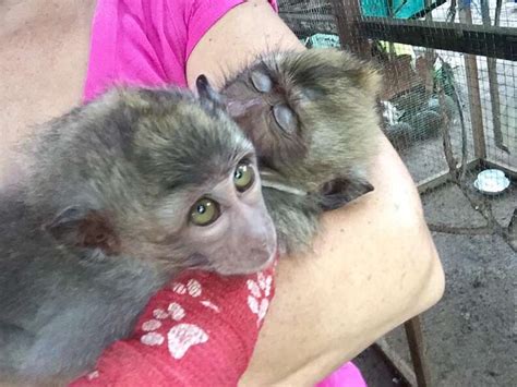 Baby Monkey Who Was Beaten By 'Owner' Can't Stop Hugging New Sister ...