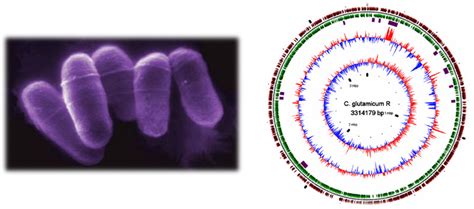 Corynebacterium glutamicum | RITE Molecular Microbiology and ...