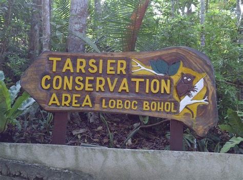 Tarsier Conservation Area (Loboc) - 2020 All You Need to Know BEFORE You Go (with Photos ...