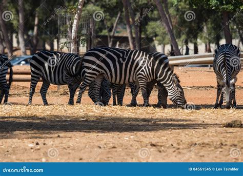 Visit to Safari Ramat Gan stock image. Image of straw - 84561545