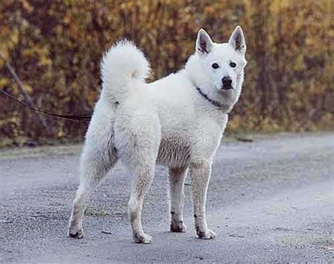 Swedish White Elkhound Berger Malinois, Every Dog Breed, Hunting Dogs, Arctic, Canine, Dog ...