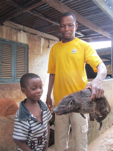 Greater Cane Rats are a large species of rat that live in sugar cane fields in Ghana. They are ...