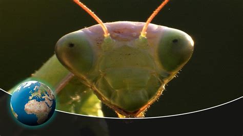 Top 10 Most Deadliest Insects