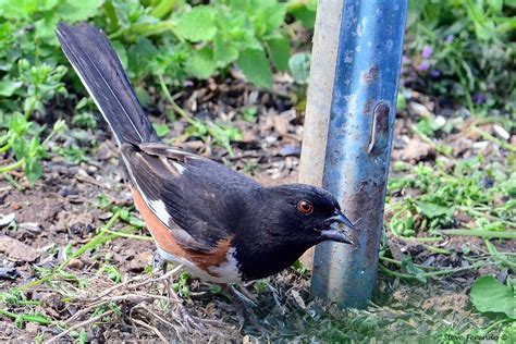 "Natural World" Through My Camera: Rufous-Sided Towhees visiting...