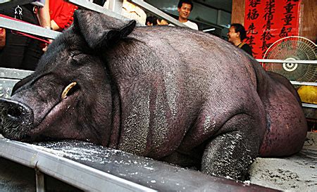 World's heaviest pig sacrificed | Metro News