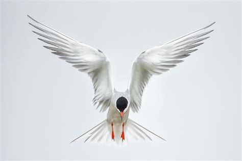 Common Tern - Birds and Blooms