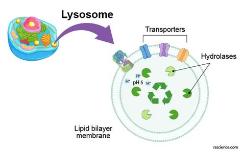 Lysosome - the cell’s recycling center - definition, structure ...