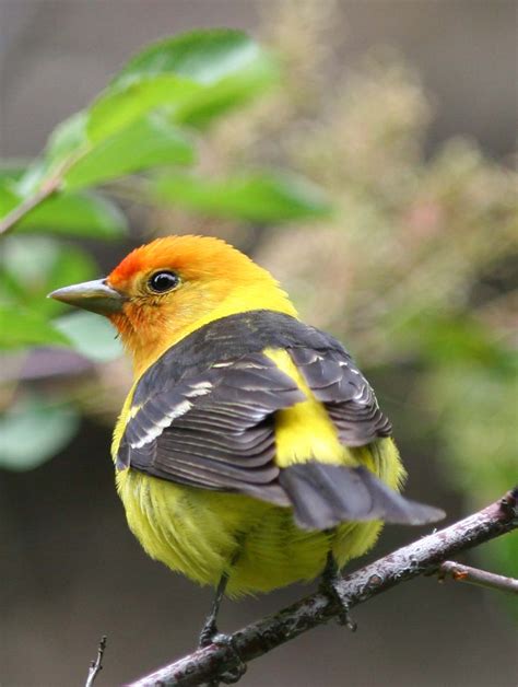 Western tanager pictures