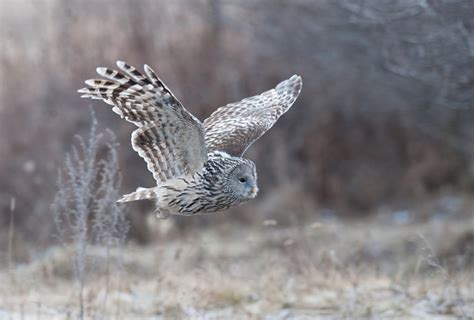 Wildlife România