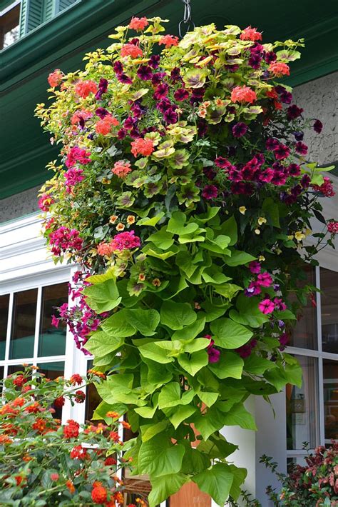 How to Plant Beautiful Flower Hanging Baskets ( & 20+ Best Hanging basket plants ) - A Piece Of ...