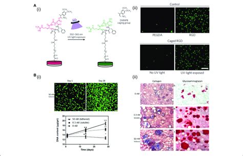 | The effects of RGD peptides and growth factors in hydrogels on cell... | Download Scientific ...