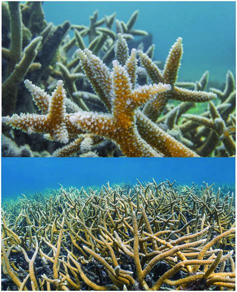 Healthy Acropora cervicornis at Transect 5 in June 2019.... | Download ...