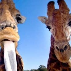 Dubbo Zoo - Taronga Western Plains Zoo Dubbo NSW