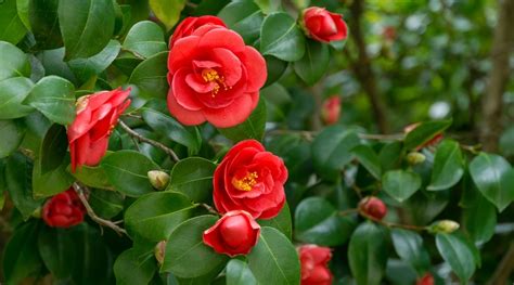 61 Types of Red Flowers With Names and Pictures