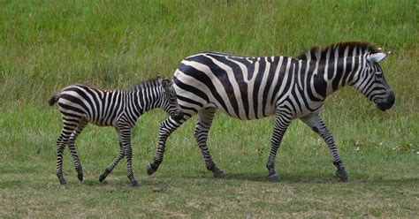 Baby zebra now roaming Binder Park Zoo