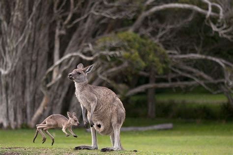 Once You See Inside A Kangaroo's Pouch, There's No Going Back - The Dodo