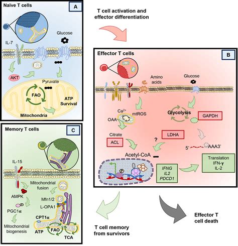 Frontiers | Fundamentals of T Cell Metabolism and Strategies to Enhance ...