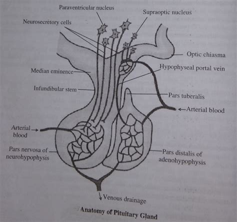 Pituitary gland - Pharmacy Notes