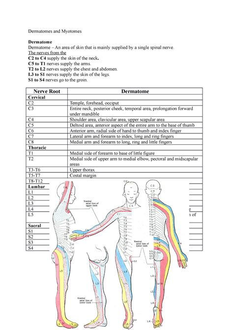 Lower Extremity Dermatomes And Myotomes Reflexes Grepmed – NBKomputer