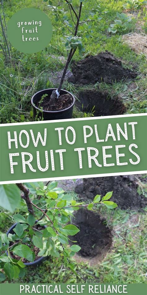 How to Plant a Fruit Tree ~ Step by Step Guide | Fruit tree garden, Fruit trees backyard ...