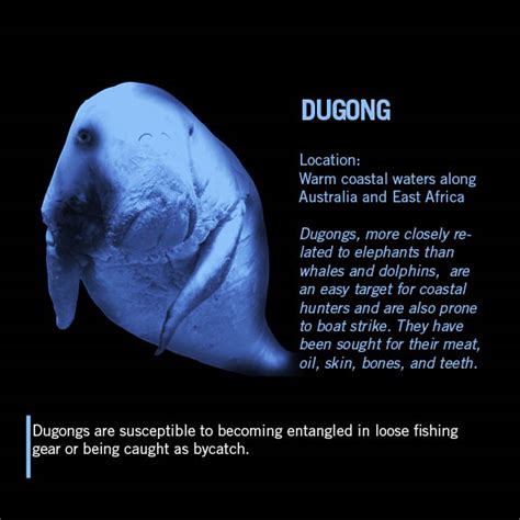 Dugong | Wild For Life